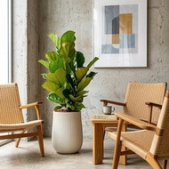 多枝大葉琴葉榕落地盆栽 直條紋湛白圓盆 落地盆栽禮 開幕送禮