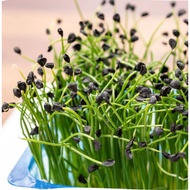 Garlic Chive Seeds - Grow As Chives Or Sprout For Healthy Heart