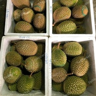 Promo Durian Musang King Utuh Fresh Malaysia |Durian Terbaik -+ 1.6 Kg