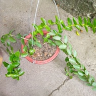 【hot sale】 Hoya Cumingiana/Hoya Millionaire Plant