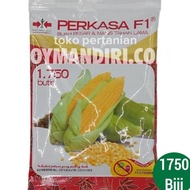 - BENIH JAGUNG MANIS PERKASA F1 - 1750 BUTIR -TERLARIS ""