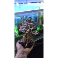 Aquascape Bonsai