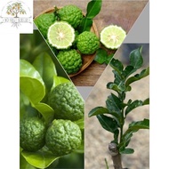 Pokok Limau Purut  / Pokok Limau purut kahwin / Kaffir lime tree hybrid /