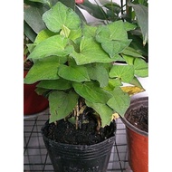 Fish Lettuce Pot with Healthy Roots