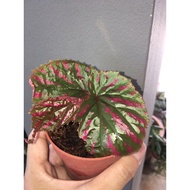 Begonia Brevirimosa (rare)
