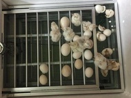 khay đảo trứng 56 trứng nhôm cao cấp-khay đảo trứng gà tự động ánh dương