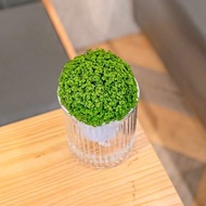 冰淇淋捲柏觀葉植物 簡約風懶人盆器 花盆 透明自動吸水盆