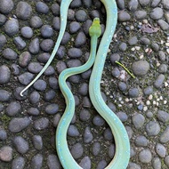 Harga gtp python Terbaru Okt 2024 |BigGo Indonesia