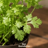 Cilantro / Coriander 香菜 - Fresh Culinary Herb Easy Grow Edible Plant