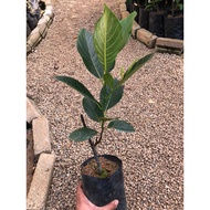Pokok Nangka Madu J33