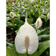 🔥🔥Peace Lily Indoor Plant🔥🔥