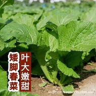 Four Seasons Spring Big Leaf Spring Vegetable Seeds Vegetable Seeds Vegetable Seeds Green Vegetable 