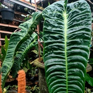 indukan anthurium vietchii