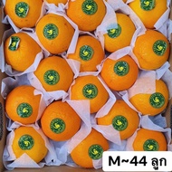 ส้ม ส้มไต้หวัน ตรานกแก้ว Size M L XL XL ส้มแมนดาริน ไต้หวัน Mandarin Orange (ยกลัง6-7KG) ส้มพันธุ์ที