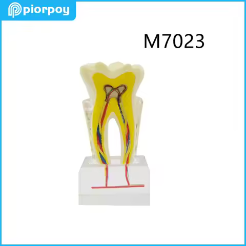 PIORPOY Dental Teaching Model M7023 6Times Molar With Nerve Anatomical Resin Dentistry Education Dem