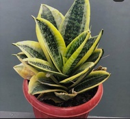 Dwarf Snake Plant ( Live Plant ) with FREE plastic pot ( Indoor and Outdoor Plant , Real Plant , Pla