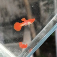 Guppy Albino Koi Red Ear Juve (Genetik King Koi Red Ear) PESANAn