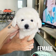 Jual anjing poodle white tinyy