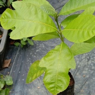 Pokok buah tarap(anak pokok)