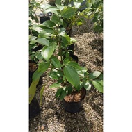 pokok kayu manis ( pokok herba )