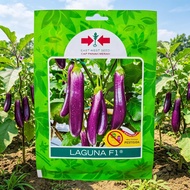UNGU MERAH Laguna F1 Purple Eggplant Seeds (400 GRAINS) - superior hybrid eggplant variety produced 