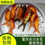 Ikan Koi Hidup Ikan Hiasan Ikan Air Tawar Ikan Air Sejuk Ikan Goreng Kecil Ikan Bunga Koi Merah Ikan