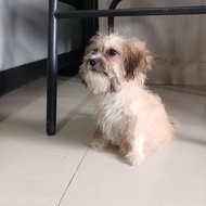 anjing shihtzu betina non stmb murmer