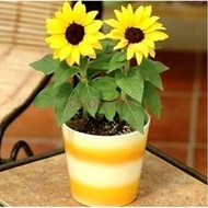 Biji Bunga Matahari Kecil (Mini Sunflower)