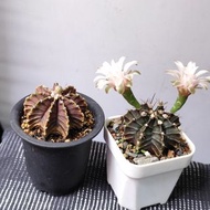 清位特價 肋骨 緋牡丹 二棵 開花株 盆栽 plant仙人球