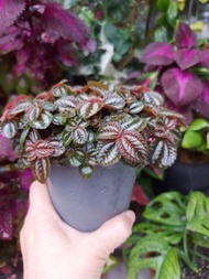 🪴Red Leave Pilea 紅葉冷水花盆栽