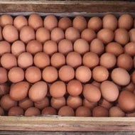 Jual Telur Ayam Negeri 1 Peti 15kg Murah