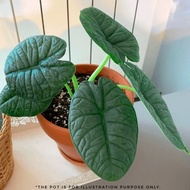 GPS Green Plant Society Live Plant Alocasia Melo 哈密瓜 海芋
