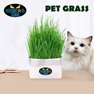 MONSTAR [Eco Friendly] Foil Packing Self Grow Cat Grass/Dog/Rabbit/Guinea Pig Wheatgrass