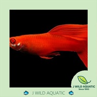 [J Wild Aquatic]—— Albino Full Red Guppy