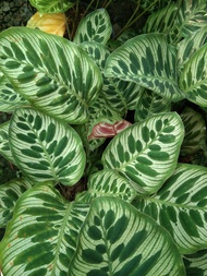 Calathea Peacock Makoyana "Pinugo" Live Plants Matured Leaves