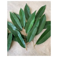 Keratan MUSANG KING D197.