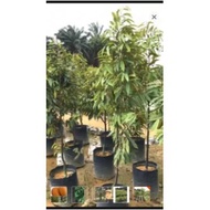 ANAK POKOK DURIAN UDANG MERAH HYBRID (D175) Buah Buahan (ANAK POKOK HIDUP)