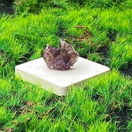 能量擺飾-天然原礦蝴蝶造型超七水晶 療癒 招財 智慧 療癒 財運