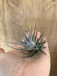 空氣草 空氣鳳梨 Tillandsia ehlersiana 河豚