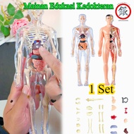 Human Body Anatomy Teaching Aids / Medical Educational Toys/ Body Organ Toys Human Body Anatomy Tors