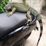Iguana green columbia jumbo jantan