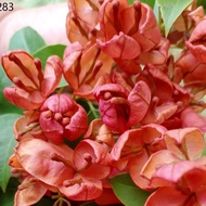 Plants ✶BOUGAINVILLEA TANGLUNG CUTTINGS (2 STEMS)➳