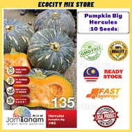 Pumpkin Big Hercules (10 Seeds) Benih Labu Besar Manis 大南瓜种子 Jom Tanam by Crop Power JT135