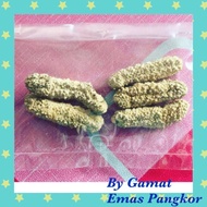 Gamat emas kering / ibu gamat 15 or 25 pieces