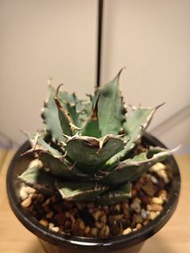 太陽神 龍舌蘭 植物 嚴龍 Agave Plant 塊根 多肉