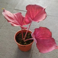 Caladium red pelita thailand/keladi red pelita