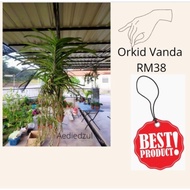 Pokok Bunga Gantung Orkid Vanda&amp;Pokok Hiasan Dewasa