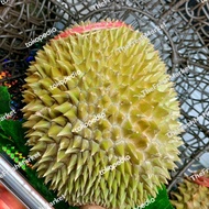 durian musang king utuh malaysia 