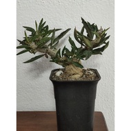 Nice Euphorbia Decaryi 老庄皱叶麒麟大块垠