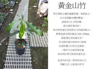 心栽花坊-黃金山竹/阿恰恰/4吋/實生苗/水果苗/售價700特價580